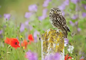 Post: Little Owl - on post in wildflower meadow - controlled