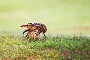 Pulling: Little Owl - pulling worm