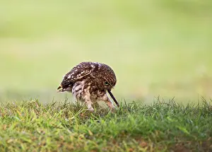 Pulling: Little Owl - pulling worm