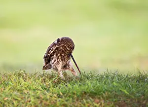 Pulling: Little Owl - pulling worm