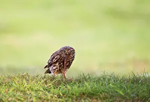 Pulling: Little Owl - pulling worm