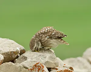 Ready: Little Owl - ready for a sleep