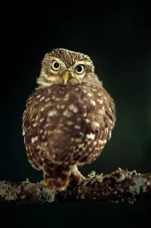 Backwards: Little Owl - rotating head to look backwards