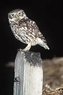 Posts: LITTLE OWL - standing on post