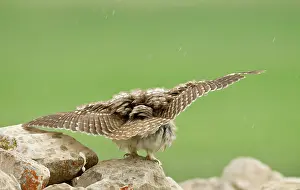 Whilst: Little Owl - stretching its wings to catch the