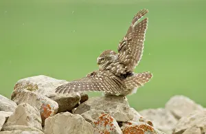 Whilst: Little Owl - stretching its wings to catch the