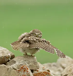 Whilst: Little Owl - stretching its wings to catch the