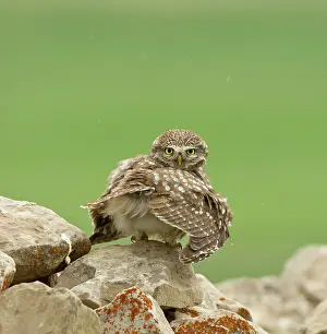 Whilst: Little Owl - stretching its wings to catch the