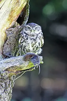 Voles: Little Owl - on tree with bank vole prey