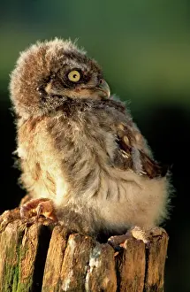 Backwards: Little Owl - young on post in morning light. Rotating