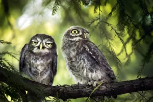 Boredom: Two little owls (Athene noctua) on branch, Mantova