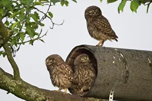 Tube: Little owls (Athene noctua) at the breeding tube