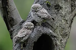 Athene: Little Owls (Athene noctua) perched on hollow t