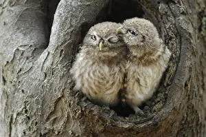 Cuddle: Little Owls (Athene Noctua) sitting in the open