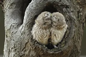 Cuddle: Little Owls (Athene Noctua) sitting in the open
