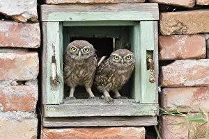 Danube: Little owls (Athene noctua), two young birds curiously