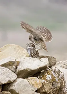 Attempting: Little Owls - perched on rocks attempting to mate