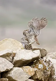Attempting: Little Owls - perched on rocks attempting to mate