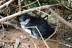 Eudyptula: Little Penguin - adult near its nesting burrow after a feedi