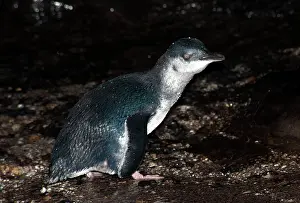 Returning: Little Penguin - adult returning after a feeding trip to sea