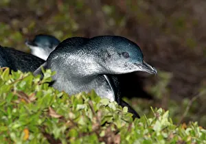 Returning: Little Penguin - adults returning to land from a feeding tri