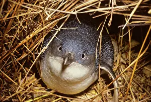 Eudyptula: Little Penguin - Also called Fairy Little Blue