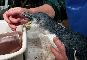 Rehabilitation: Little Penguin - carer feeding injured penguin at the rehabi