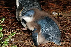 Prior: Little Penguin - chick losing its down prior to fledging