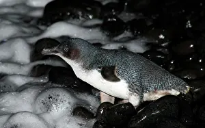 Eudyptula: Little Penguin - crossing a pebble beach to go to sea to fee