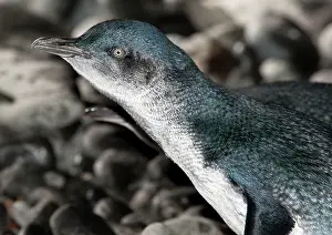 Eudyptula: Little Penguin - crossing a pebble beach to go to sea to fee