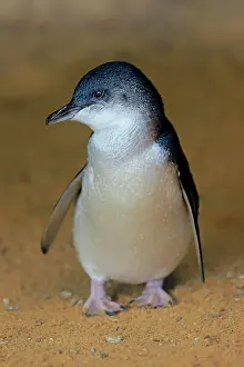 Eudyptula: Little penguin (Eudyptula minor), adult, on the