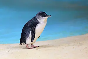 Eudyptula: Little penguin (Eudyptula minor), adult, on the