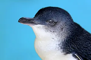 Eudyptula: Little penguin (Eudyptula minor), adult, Kangaroo