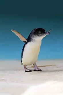Eudyptula: Little penguin (Eudyptula minor), adult, Kangaroo