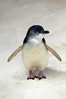 Eudyptula: Little penguin (Eudyptula minor), adult, Kangaroo