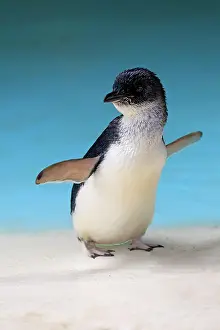 Eudyptula: Little penguin (Eudyptula minor), adult, Kangaroo