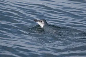 Sounds: Little Penguin / Fairy Penguin - swimming in Pelorous