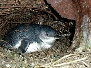 Eudyptula: Little Penguin - incubating eggs in burrow
