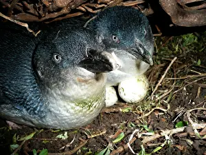 Eudyptula: Little Penguin - incubating eggs in burrow - male and female