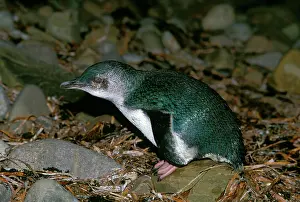 Eudyptula: Little Penguin - Kangaroo Island