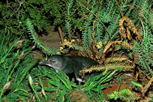 Eudyptula: Little Penguin - Kangaroo Island