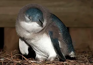Eudyptula: Little Penguin - nest box area where down-covered chick wait