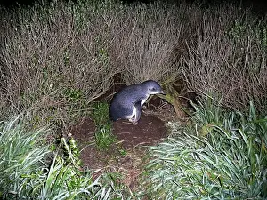 Eudyptula: Little Penguin - outside burrow hidden under grass and bush