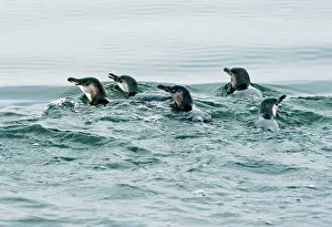 Eudyptula: LIttle Penguin - surfacing during feeding