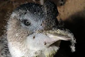 Ticks: Little Penguin - ticks on moulting adult