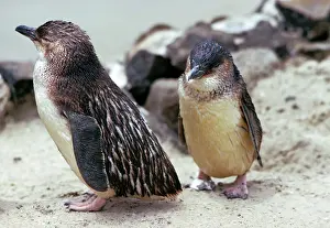 Eudyptula: Little Penguins