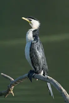 Melanoleucos: Little Pied Cormorant