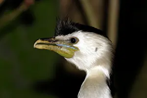 Melanoleucos: Little pied cormorant