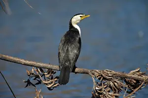 Microcarbo: Little Pied Cormorant