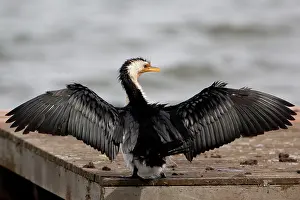 Microcarbo: Little Pied Cormorant